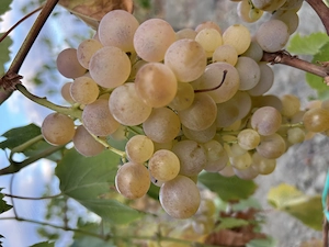 Struguri de vin, aramii; 2,30 Ron