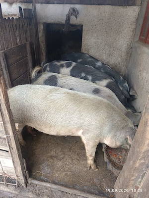 Vând porci de țară 