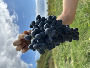 Struguri de masa, Moldova