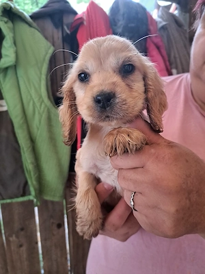    Pui de Cocker Spaniel American disponibili! - imagine 2
