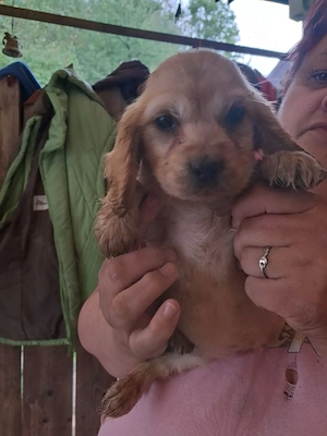    Pui de Cocker Spaniel American disponibili! - imagine 3