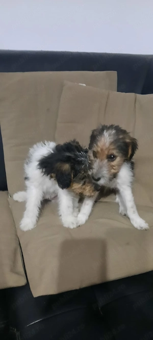 Fox terrier sârmos - imagine 5