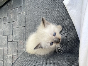 Pisicuțe birmaneze