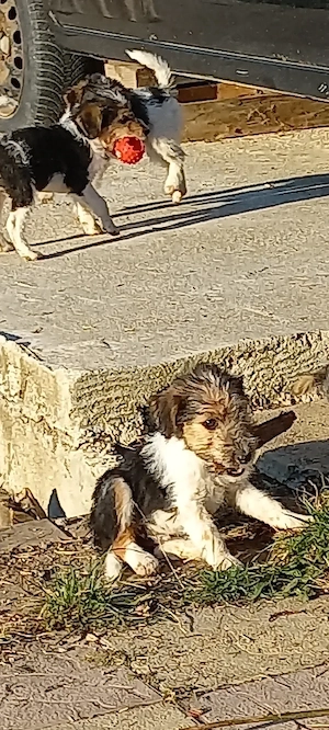 Fox terrier sârmos - imagine 4