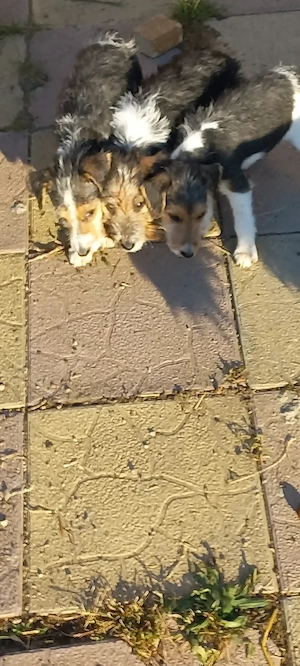 Fox terrier sârmos