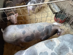 vând purcei porci