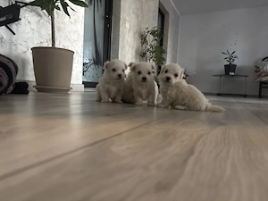 Bichon mini toy de vânzare  - imagine 5