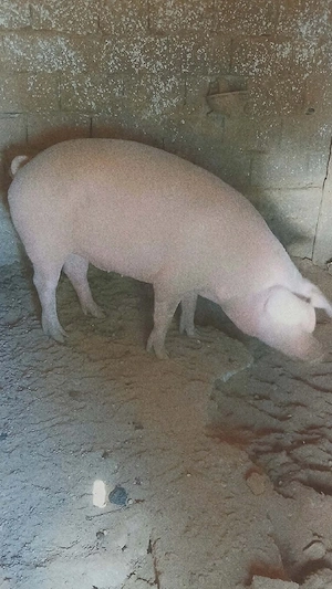 vând porci de curte