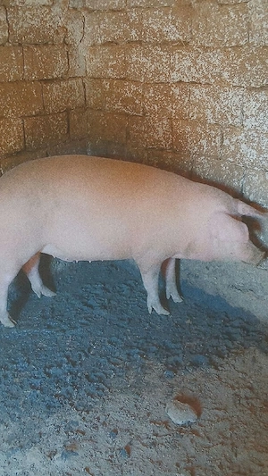 vând porci de curte - imagine 2