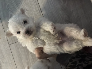 Bichon mini toy de vânzare  - imagine 4