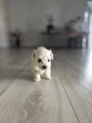 Bichon mini toy de vânzare  - imagine 2