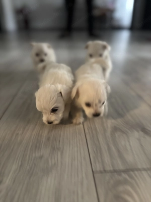 Bichon mini toy de vânzare  - imagine 3
