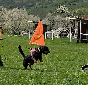 Rottweileri dresați pentru obediență și pază - imagine 4