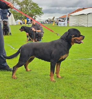 Rottweileri dresați pentru obediență și pază - imagine 3