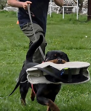 Rottweileri dresați pentru obediență și pază - imagine 2
