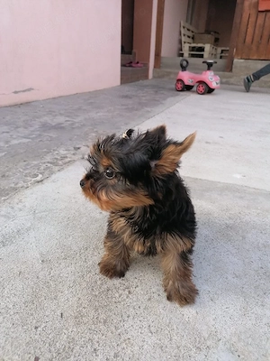 Yorkshire terrier toy 