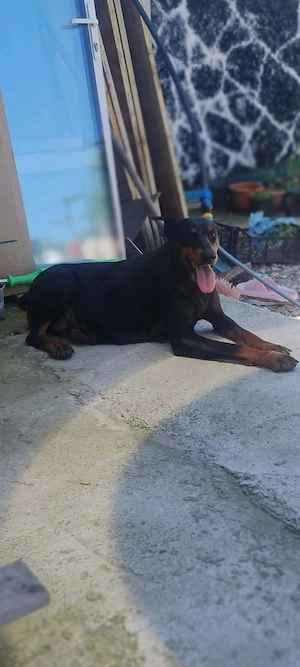 cățelușă doberman pinscher 