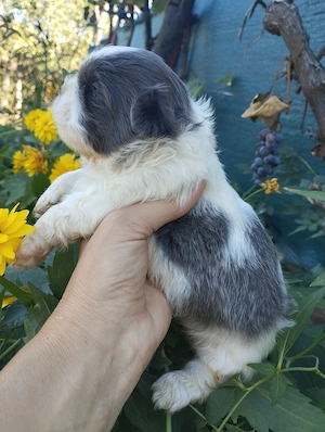  Shih.Tzu mini toy - imagine 4