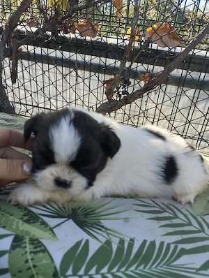  Shih.Tzu mini toy