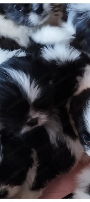  Shih.Tzu mini toy