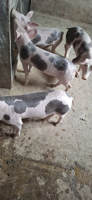 purcei pietran  porci castrați 