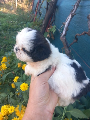 Shih.Tzu mini toy