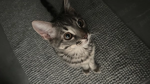  Adoptie pisoi