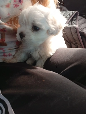 Fetita si baietel bichon maltez mini toy - imagine 2