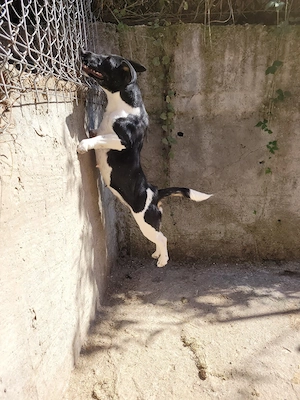 Jack Russel Multicolorr - imagine 3