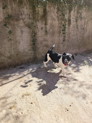Jack Russel Multicolorr - imagine 4