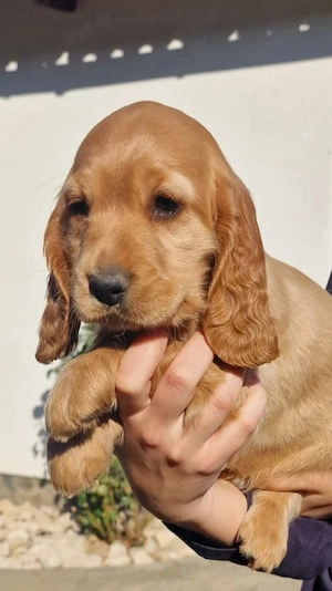 Cocker spaniel
