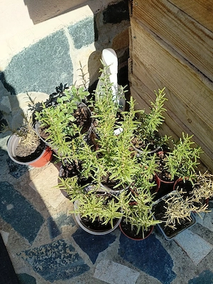 rozmarin cu radacina ,plante de 10 ani sau 2 ani