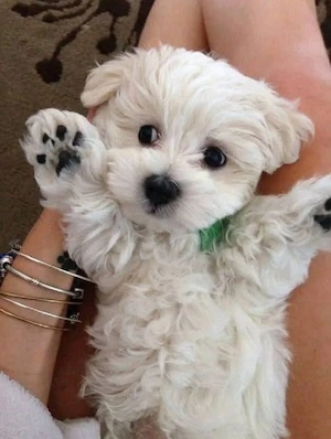 Bichon maltez mini toy