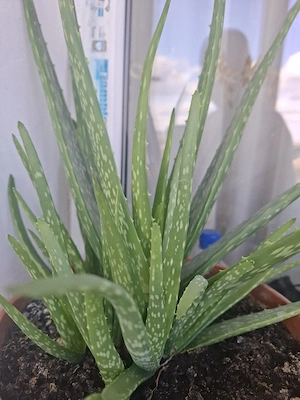 vind aloe Vera medicinală 