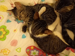 Adoptie pui de pisica