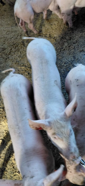Vand purcei rasa lampia Ialomita