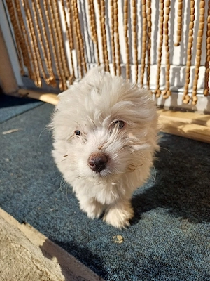 vand bichon maltez - imagine 2