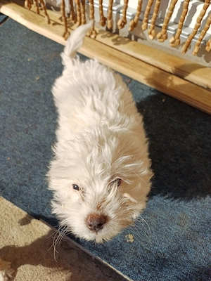 vand bichon maltez - imagine 3