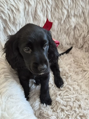 Cocker spaniel fetita  - imagine 2