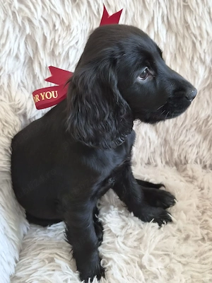 Cocker spaniel fetita 