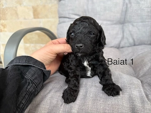 Poodle Pudel Toy disponibili - imagine 2