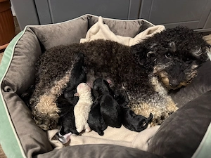 Poodle Pudel Toy disponibili