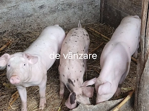 Porci de rasă