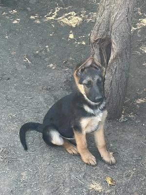 Pui Ciobanesc German