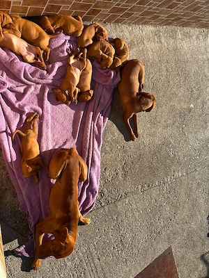 vând pui vizsla - imagine 2