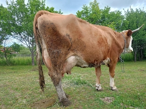Vand vaca baltata romaneasca si vitica ei