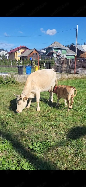 vand vaca de tinut cu tot cu tâuraș 9500lei negociabil - imagine 2