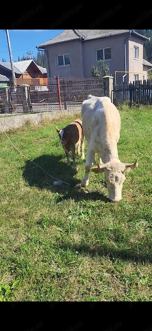 vand vaca de tinut cu tot cu tâuraș 9500lei negociabil - imagine 3