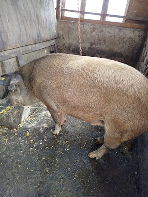 Vând porci de țară 