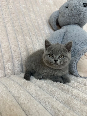 british shorthair 